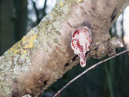 close up of leaking tree sap outside woods nature macro; essex; england; uk