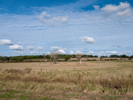 Interesting outside scene of old dead trees and their branches; England; UKの写真素材