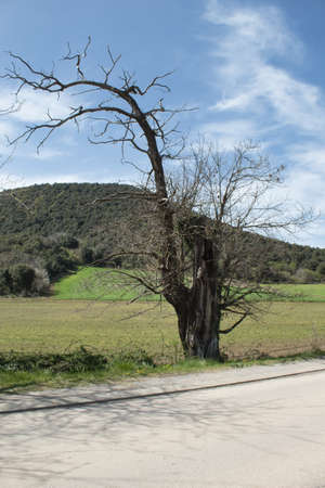 lonely tree without leaves at the edge of a road with mountain in the backgroundの写真素材