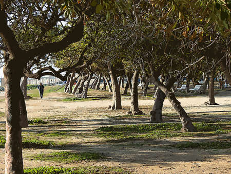 illustration from a photograph of lonely person walking through treesの写真素材