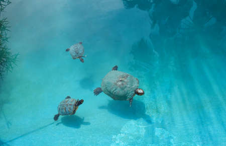 mother turtle swimming in a pond with two baby turtlesの写真素材