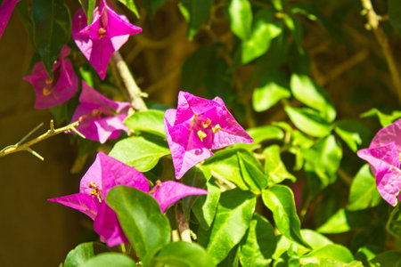dwarf trinitarian flower, family nyctaginaceae, bougainvillea buttiana holttum & standl
