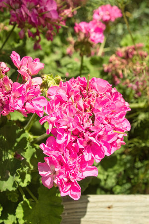 portrait of pelargonium zonale, common geraniumの写真素材