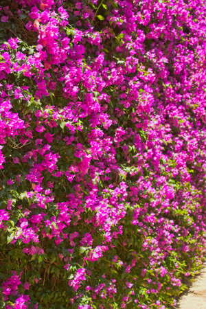 dwarf trinitarian flower, family nyctaginaceae, bougainvillea buttiana holttum & standlの写真素材