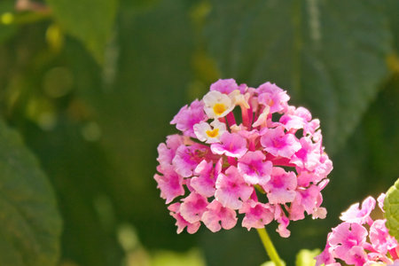 closeup portrait of a flower lantana camara, family verbenaceaeの写真素材