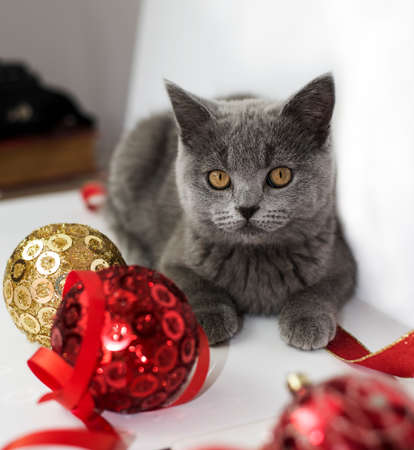 Cat playing with Christmas ballsの写真素材