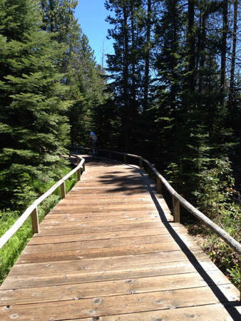 Wooden bridge in the forestの素材