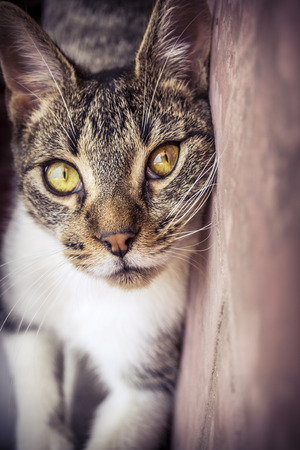 Cuddly cat against the wall.の写真素材