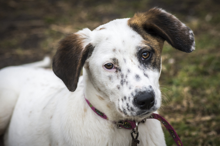 Super sweet dog