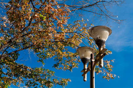 Street light pole in autumn foliage