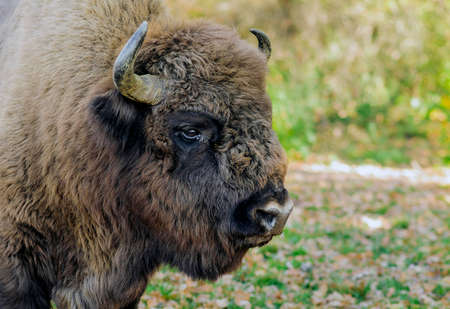 Romanian buffalo headshot in a reservationの写真素材
