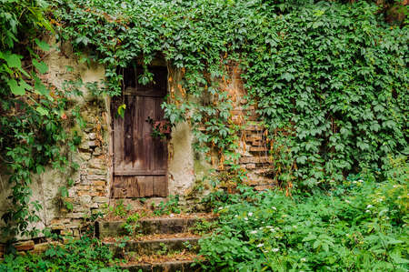 Door and wall of a house completely overgrown with  Ivyのeditorial素材