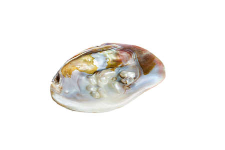 Sea shell with pearls not fully grown isolated on white background
