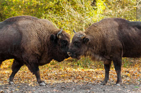 Buffaloes sniffing each other on autumn 