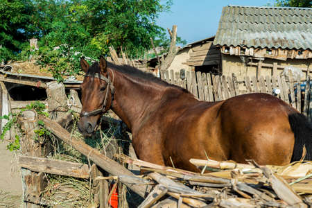 Brown horse on a romanian farmの写真素材