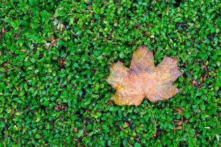 Autumn leaf fallen on bed of green organic leaves