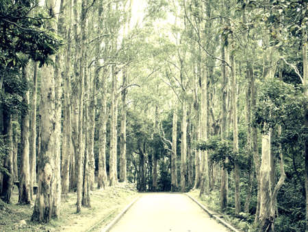 Path in the forestの素材