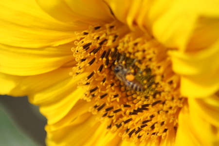 Sun flowerの写真素材
