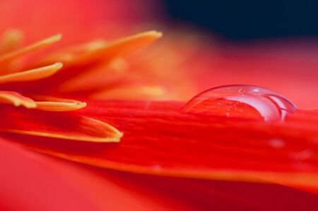 Red gebera flower close up with water drops on the petalの写真素材