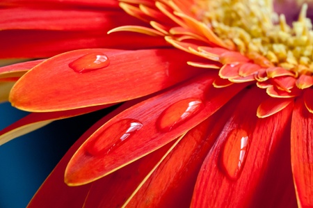 Red gebera flower close up with water drops on the petal