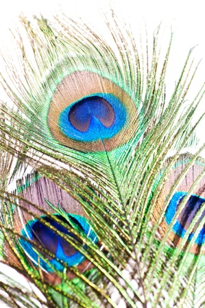 Close up of a Peacock feather on white backgroundの写真素材
