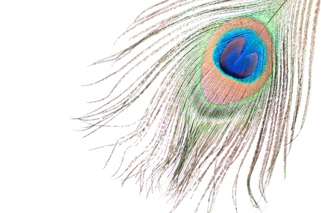 Close up of a Peacock feather on white backgroundの写真素材