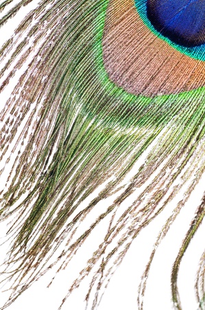 Close up of a Peacock feather on white backgroundの写真素材