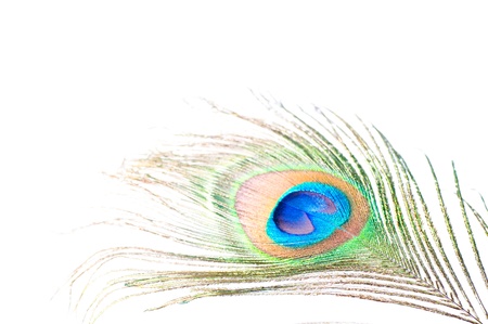 Close up of a Peacock feather on white backgroundの写真素材