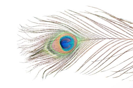 Close up of a Peacock feather on white backgroundの写真素材
