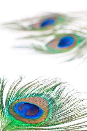 Close up of a Peacock feather on white backgroundの写真素材
