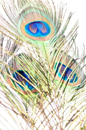 Close up of a Peacock feather on white backgroundの写真素材