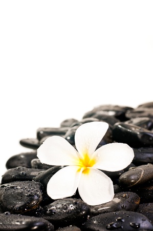 White Plumeria flower on black zen stones with water dropsの写真素材