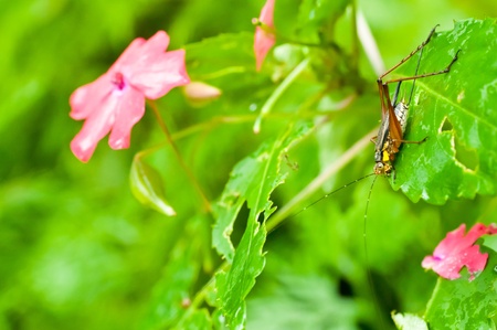 Cricket on the bush with pink flowers after rainの写真素材