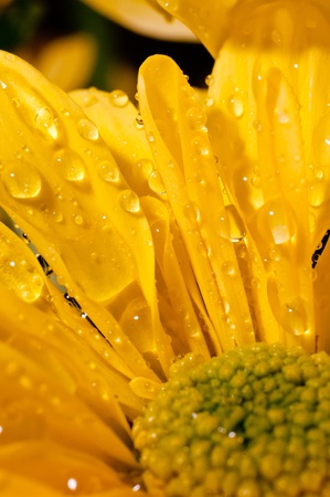 Close up of drops of water on yellowDrops of water on yellow chrysanthemum flower petalの写真素材