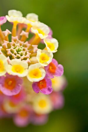 A close up of a pink and yellow lantana camara flower in the gardenの写真素材