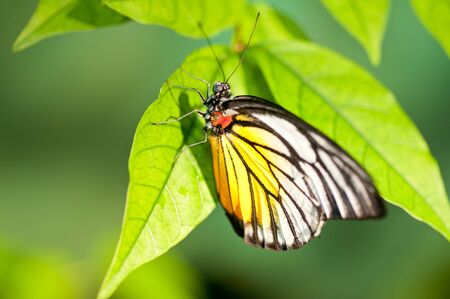 Red spot sawtooth or known as Prioneris philonome themana butterfly close upの写真素材