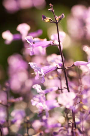 Small purple and white flowers on a sunny day in the gardenの写真素材