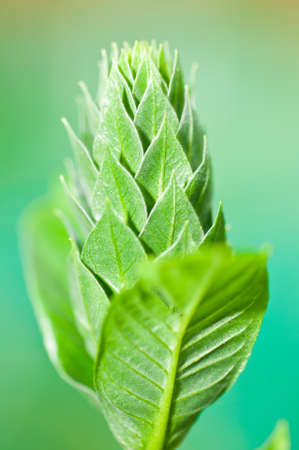 Tropical wild plant  close up with a a flower bud shape of  young leavesの写真素材
