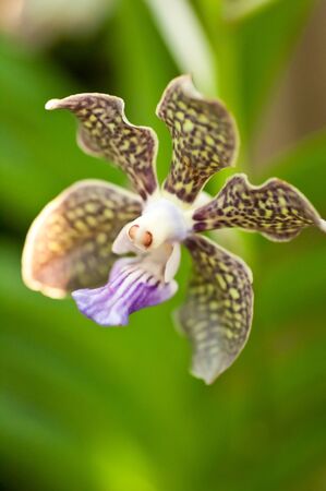 Vanda orchid close up with bokeh background of the leavesの写真素材