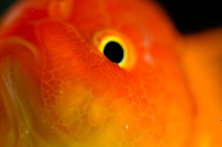 Gold oranda goldfish extreme close up in a fish tankの写真素材