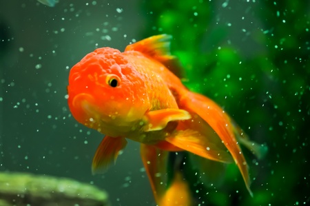 Gold oranda goldfish in an aquariumの写真素材