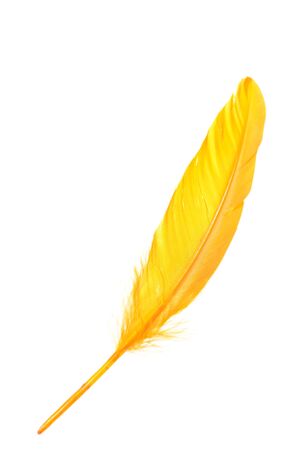 Orange wing feather isolated on white backgroundの写真素材