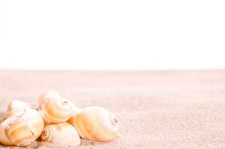 Sea shells on beach sand over white backgroundの写真素材