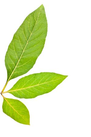 Three lush green leaves isolated over white backgroundの写真素材