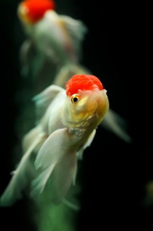 Two red cap orandas swimming in a fish tankの写真素材
