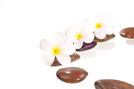 White frangipani flowers on red zen stone over white backgroundの写真素材
