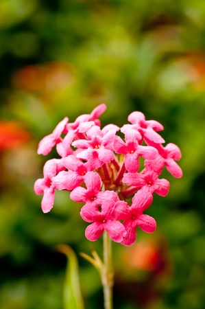 Pink small wild flowers in the gardenの写真素材