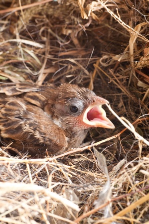 Baby house sparrow close up in a nestの写真素材