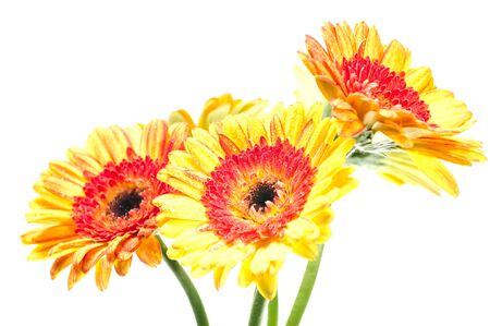 Five orange yellow gerbera flower over whiteの写真素材