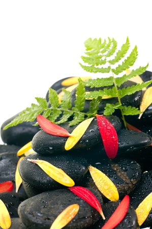 Green fern, red and yellow gerbera petals on black zen stoneの写真素材